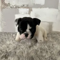 Male, Black and White, a male English Bulldog for sale in Houston, TX – Photo 8 of 9