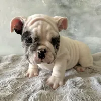 Male, Merle, a male English Bulldog for sale in Houston, TX – Photo 2 of 9