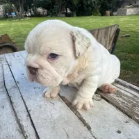 Male, White Full Suit, a male English Bulldog for sale in Houston, TX – Photo 7 of 7