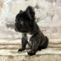 Male, Fluffy Big Rope, a male French Bulldog for sale in Houston, TX – Photo 2 of 6