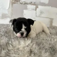 Male, Black and White, a male English Bulldog for sale in Houston, TX – Photo 5 of 9