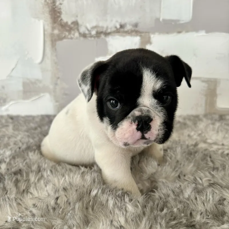 Male, Black and White – English Bulldog puppy for sale in Houston, TX