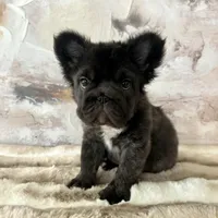Male, Fluffy Big Rope, a male French Bulldog for sale in Houston, TX – Photo 6 of 6