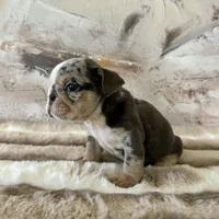 Female, Blue Tri merle, a female English Bulldog for sale in Houston, TX – Photo 8 of 10
