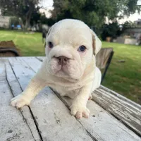Male, White Full Suit, a male English Bulldog for sale in Houston, TX – Photo 5 of 7