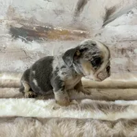 Female, Blue Tri merle, a female English Bulldog for sale in Houston, TX – Photo 3 of 10