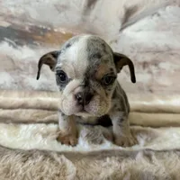 Female, Blue Tri merle, a female English Bulldog for sale in Houston, TX – Photo 6 of 10