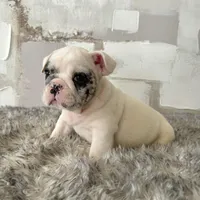 Male, Black Merle, a male English Bulldog for sale in Houston, TX – Photo 6 of 7