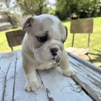 Female, Cream and White, a female English Bulldog for sale in Houston, TX – Photo 5 of 8