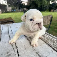 Male, White Full Suit, a male English Bulldog for sale in Houston, TX – Photo 2 of 7