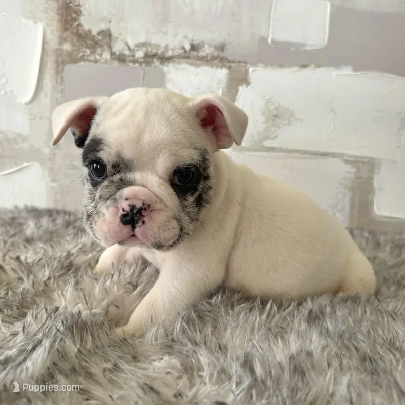 Male, Black Merle – English Bulldog puppy for sale in Houston, TX
