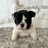 Male, Black and White, a male English Bulldog for sale in Houston, TX – Photo 4 of 9