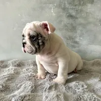 Male, Merle, a male English Bulldog for sale in Houston, TX – Photo 5 of 9