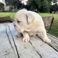 Male, White Full Suit, a male English Bulldog for sale in Houston, TX – Photo 4 of 7