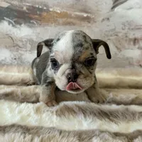Female, Blue Tri Merle, a female English Bulldog for sale in Houston, TX – Photo 3 of 9