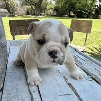 Female, Cream and White, a female English Bulldog for sale in Houston, TX – Photo 3 of 8