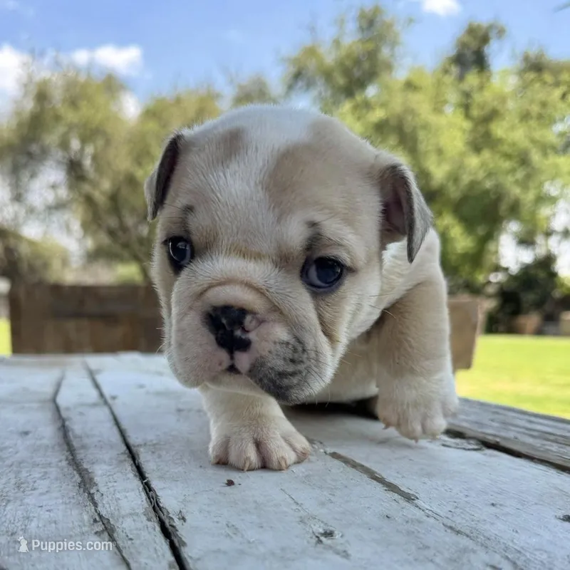 Female, Cream and White – English Bulldog puppy for sale in Houston, TX