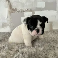 Male, Black and White, a male English Bulldog for sale in Houston, TX – Photo 9 of 9
