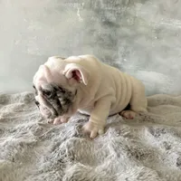 Male, Merle, a male English Bulldog for sale in Houston, TX – Photo 7 of 9