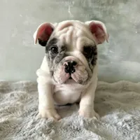 Male, Merle, a male English Bulldog for sale in Houston, TX – Photo 3 of 9