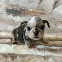 Female, Blue Tri Merle, a female English Bulldog for sale in Houston, TX – Photo 6 of 9