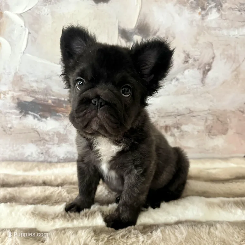 Male, Fluffy Big Rope – French Bulldog puppy for sale in Houston, TX