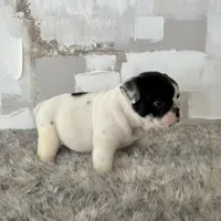 Male, Black and White, a male English Bulldog for sale in Houston, TX – Photo 6 of 9