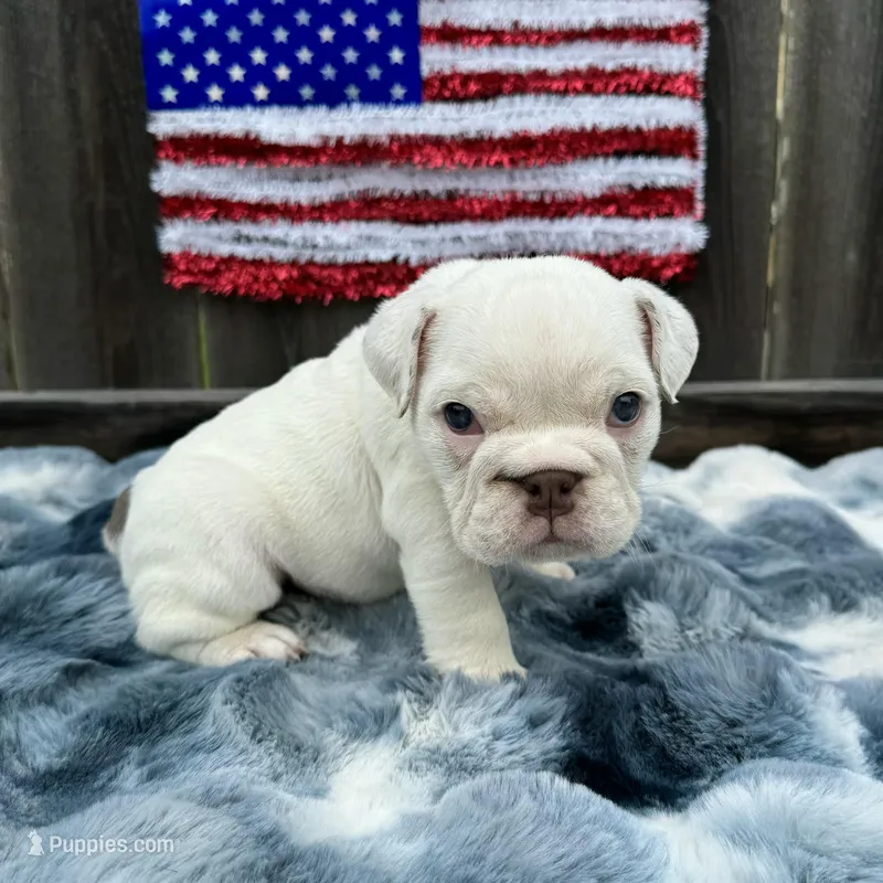 Male, White Full Suit – English Bulldog puppy for sale in Houston, TX