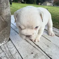 Male, White Full Suit, a male English Bulldog for sale in Houston, TX – Photo 3 of 7