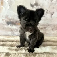 Male, Fluffy Big Rope, a male French Bulldog for sale in Houston, TX – Photo 5 of 6