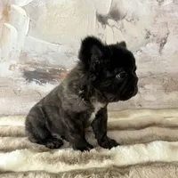 Male, Fluffy Big Rope, a male French Bulldog for sale in Houston, TX – Photo 3 of 6