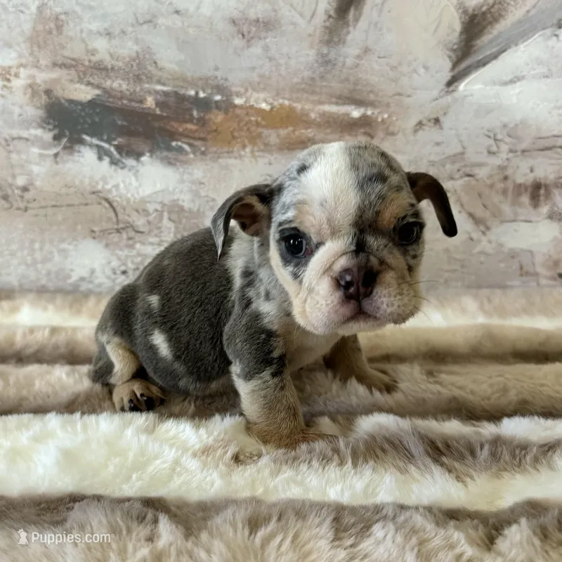 Female, Blue Tri merle – English Bulldog puppy for sale in Houston, TX