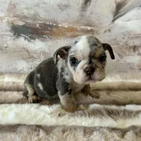 Female, Blue Tri merle, a female English Bulldog for sale in Houston, TX – Photo 1 of 10
