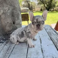 Female, Merle, a female French Bulldog for sale in Houston, TX – Photo 1 of 5