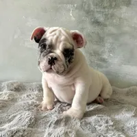 Male, Merle, a male English Bulldog for sale in Houston, TX – Photo 4 of 9