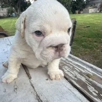 Male, White Full Suit, a male English Bulldog for sale in Houston, TX – Photo 6 of 7
