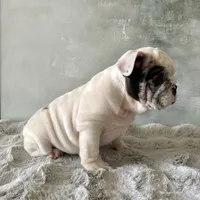 Male, Merle, a male English Bulldog for sale in Houston, TX – Photo 8 of 9