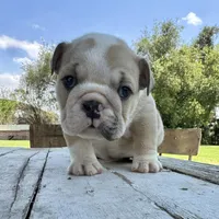 Female, Cream and White, a female English Bulldog for sale in Houston, TX – Photo 4 of 8