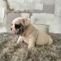 Male, Black Merle, a male English Bulldog for sale in Houston, TX – Photo 3 of 7