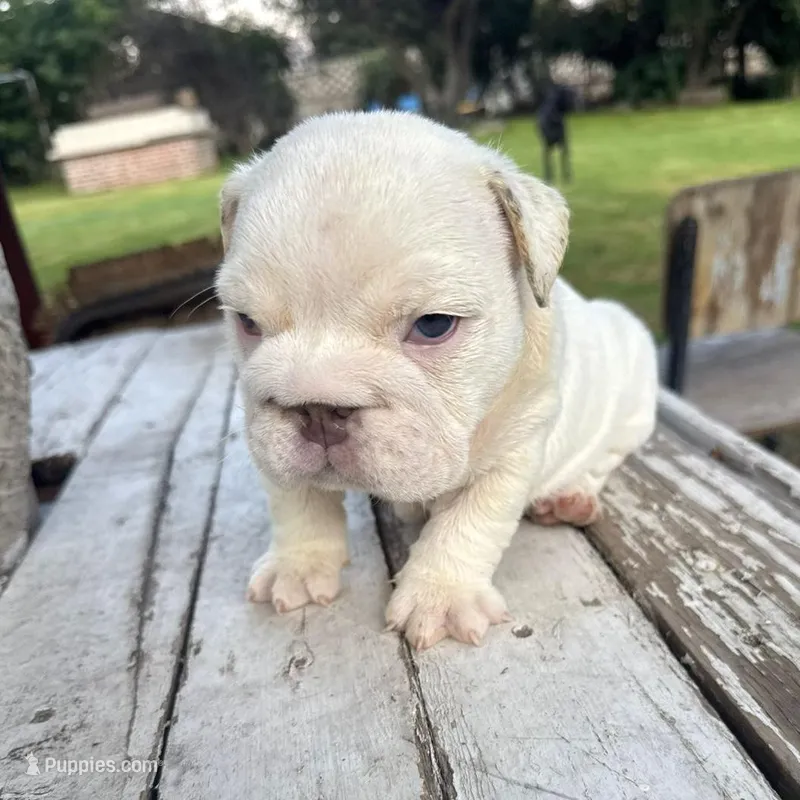 Male, White Full Suit – English Bulldog puppy for sale in Houston, TX
