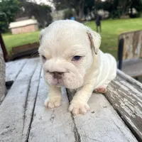 Male, White Full Suit, a male English Bulldog for sale in Houston, TX – Photo 1 of 7