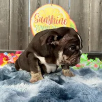Male, Choco Tri, a male English Bulldog for sale in Houston, TX – 9 of 9
