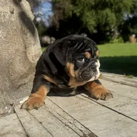 Male, Black Tri , a male English Bulldog for sale in Houston, TX – 5 of 9