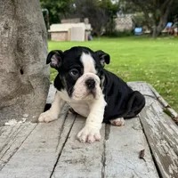 Male, Black and White, a male English Bulldog for sale in Houston, TX – 4 of 7