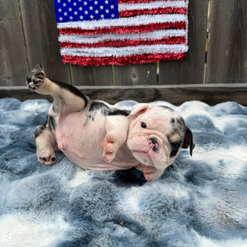 Male, Black Tri Merlese – English Bulldog puppy for sale in Houston, TX