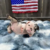 Male, Black Tri Merle, a male English Bulldog for sale in Houston, TX – 4 of 8