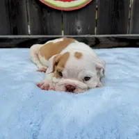 Male, Fawn and White, a male English Bulldog for sale in Houston, TX – 6 of 10