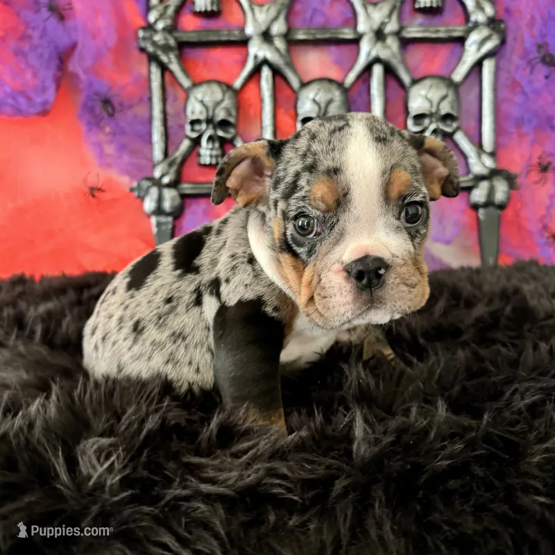 Female, Black Tri Merle – English Bulldog puppy for sale in Houston, TX