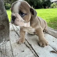 Male, Lilac Tri, a male English Bulldog for sale in Houston, TX – 3 of 6