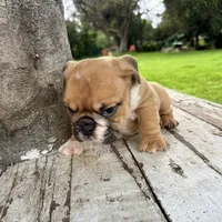 Male, Fawn and White, a male English Bulldog for sale in Houston, TX – 5 of 8